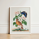 Spotted Flycatcher Purple Emperor and Longhorned Beetle - James Bolton Art Print / Canvas Framed Botanical Illustration Brown Bird Perched