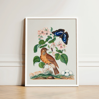Spotted Flycatcher Purple Emperor and Longhorned Beetle - James Bolton Art Print / Canvas Framed Botanical Illustration Brown Bird Perched