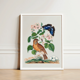 Spotted Flycatcher Purple Emperor and Longhorned Beetle - James Bolton Art Print / Canvas White-framed Botanical Illustration Brown Bird