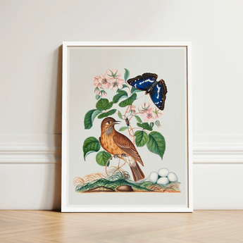 Spotted Flycatcher Purple Emperor and Longhorned Beetle - James Bolton Art Print / Canvas White-framed Botanical Illustration Brown Bird