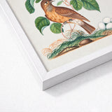 Spotted Flycatcher Purple Emperor and Longhorned Beetle - James Bolton Art Print / Canvas Framed Botanical Illustration Brown Bird Perched