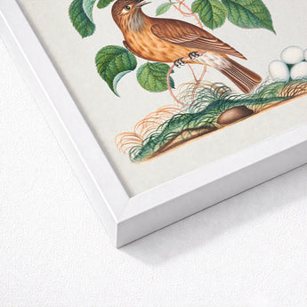 Spotted Flycatcher Purple Emperor and Longhorned Beetle - James Bolton Art Print / Canvas Framed Botanical Illustration Brown Bird Perched