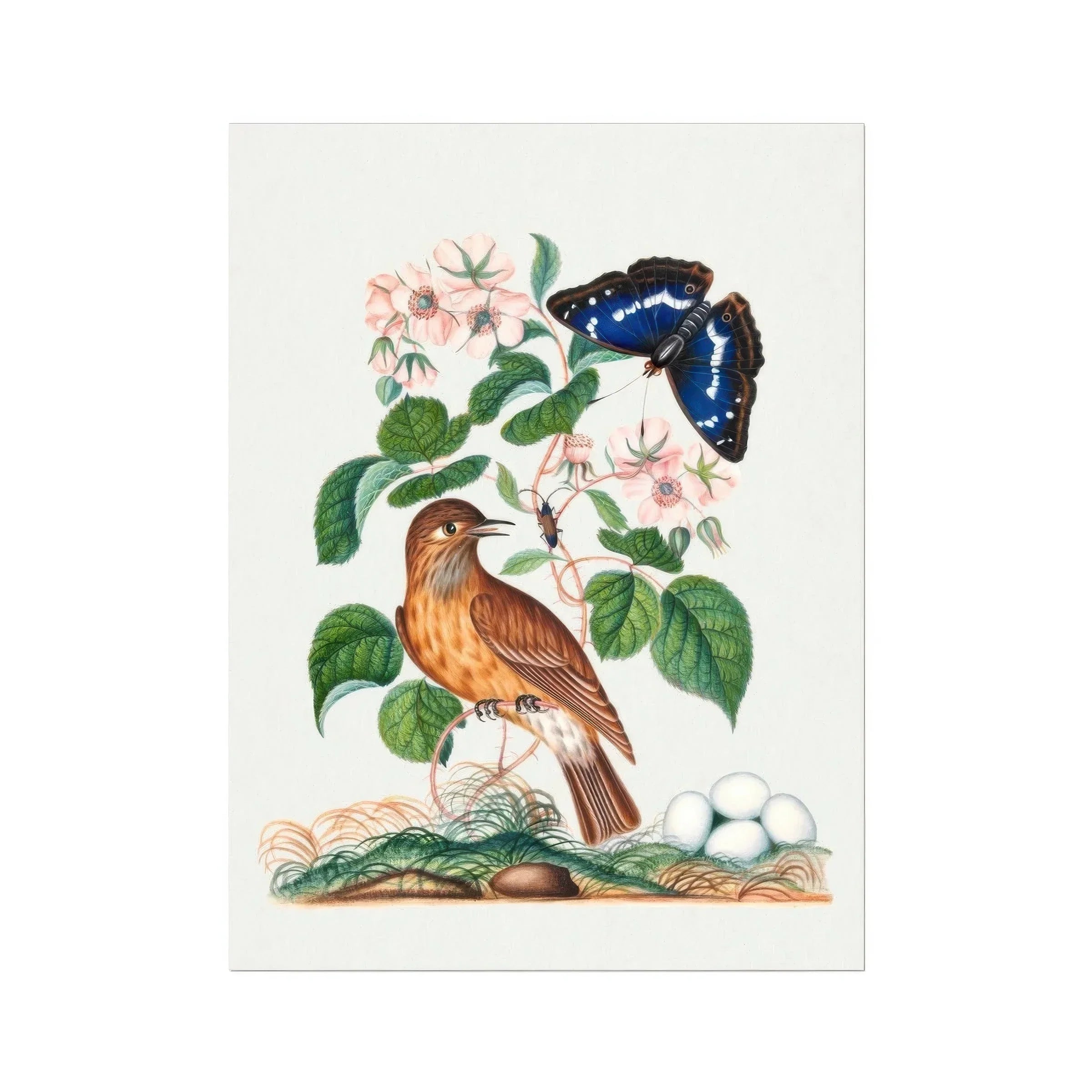 Spotted Flycatcher Purple Emperor and Longhorned Beetle James Bolton Art Print, Brown Bird Perched Eggs Pink Flowers Blue Butterfly