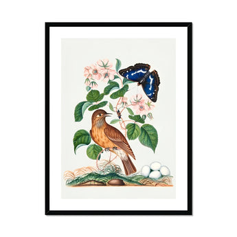 Spotted Flycatcher Purple Emperor and Longhorned Beetle - James Bolton Art Print, Brown Bird Perched Pink Flowers Blue Butterfly