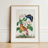 Spotted Flycatcher Purple Emperor and Longhorned Beetle - James Bolton Art Print / Canvas, 12x16’’ / 31x41cm / Natural Frame / Matboard,