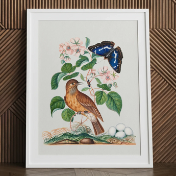 Spotted Flycatcher Purple Emperor and Longhorned Beetle - James Bolton Art Print / Canvas Framed Botanical Illustration Brown Bird Perched