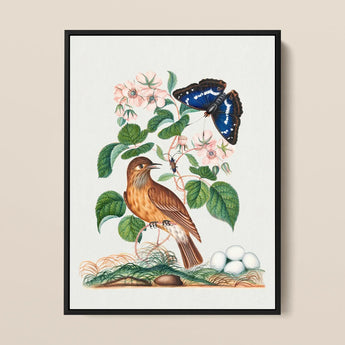 Spotted Flycatcher Purple Emperor and Longhorned Beetle - James Bolton Art Print / Canvas Framed Botanical Illustration Brown Bird Perched