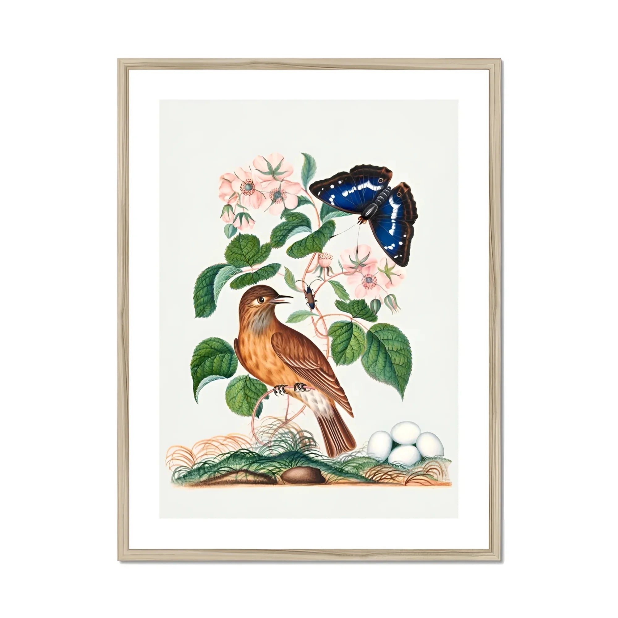 Spotted Flycatcher Purple Emperor and Longhorned Beetle - James Bolton Art Print, Framed Botanical Illustration Brown Bird Blue Butterfly