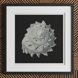 Star Shell - Ernst Haeckel Ocean Life Art Print, 12x12’’ / 31x31cm / Black Frame / 2’’ Matboard, Framed Artwork Grayscale Highly Detailed