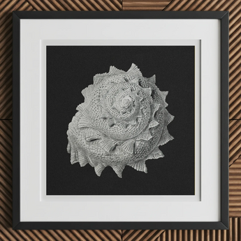 Star Shell - Ernst Haeckel Ocean Life Art Print, 12x12’’ / 31x31cm / Black Frame / 2’’ Matboard, Framed Artwork Grayscale Highly Detailed