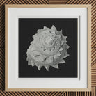 Star Shell - Ernst Haeckel Ocean Life Art Print, 12x12’’ / 31x31cm / Natural Frame / 2’’ Matboard, Detailed White Spiral Seashell Intricate