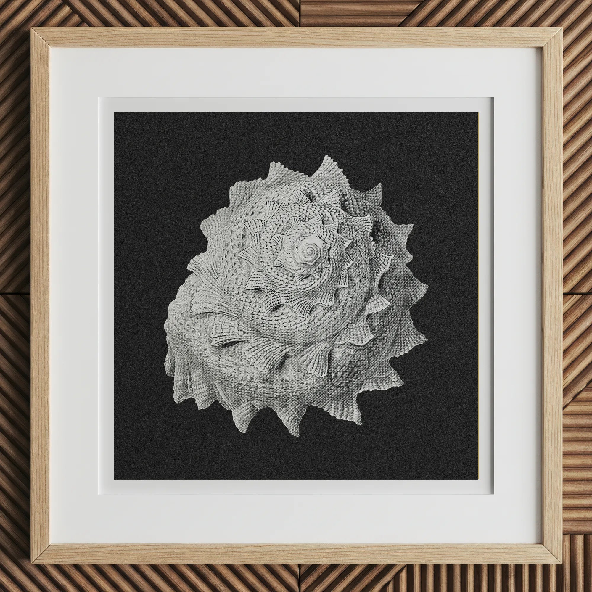Star Shell - Ernst Haeckel Ocean Life Art Print, 12x12’’ / 31x31cm / Natural Frame / 2’’ Matboard, Detailed White Spiral Seashell Intricate