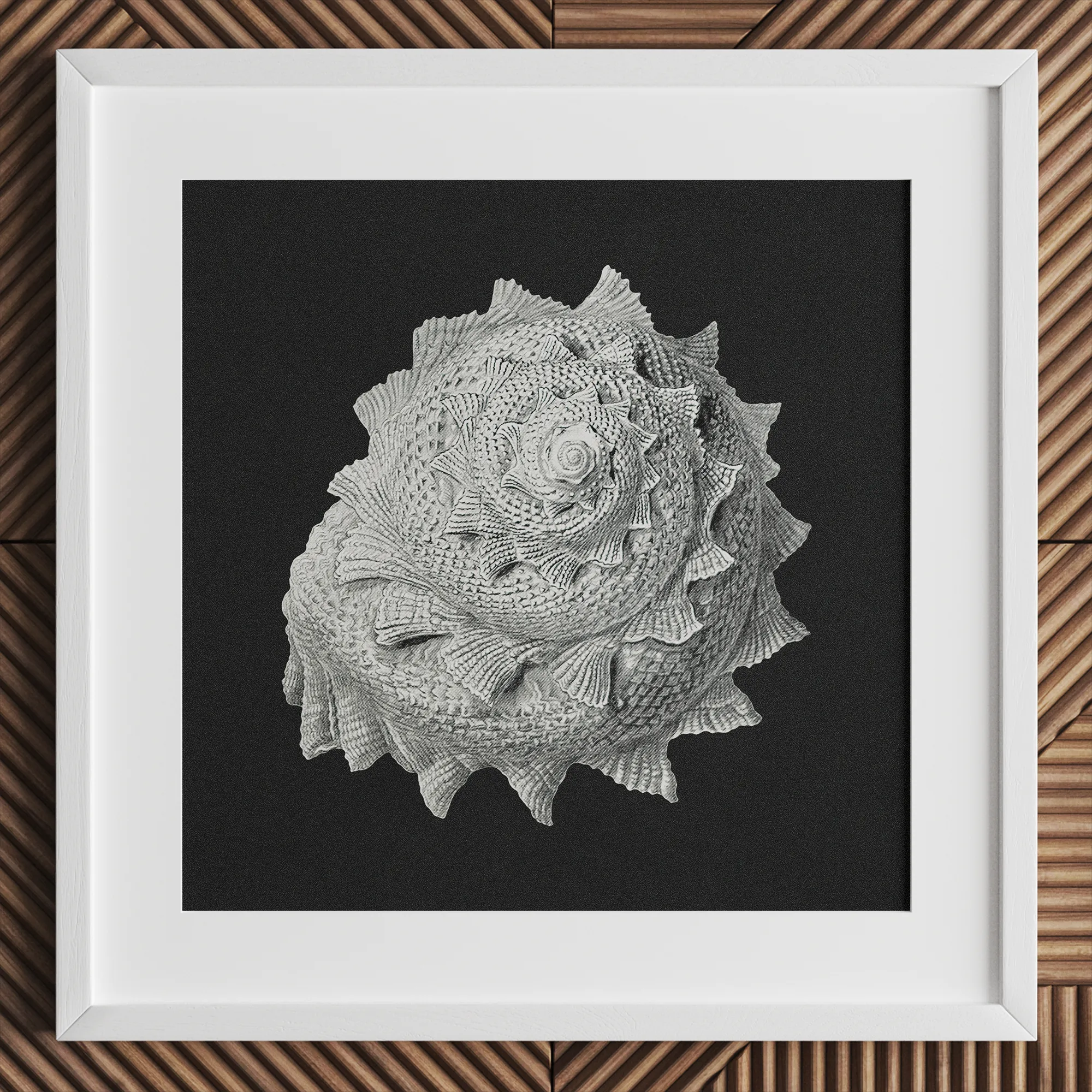 Star Shell - Ernst Haeckel Ocean Life Art Print