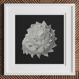 Star Shell - Ernst Haeckel Ocean Life Art Print, 12x12’’ / 31x31cm / White Frame / 2’’ Matboard, White-framed Artwork Detailed Seashell
