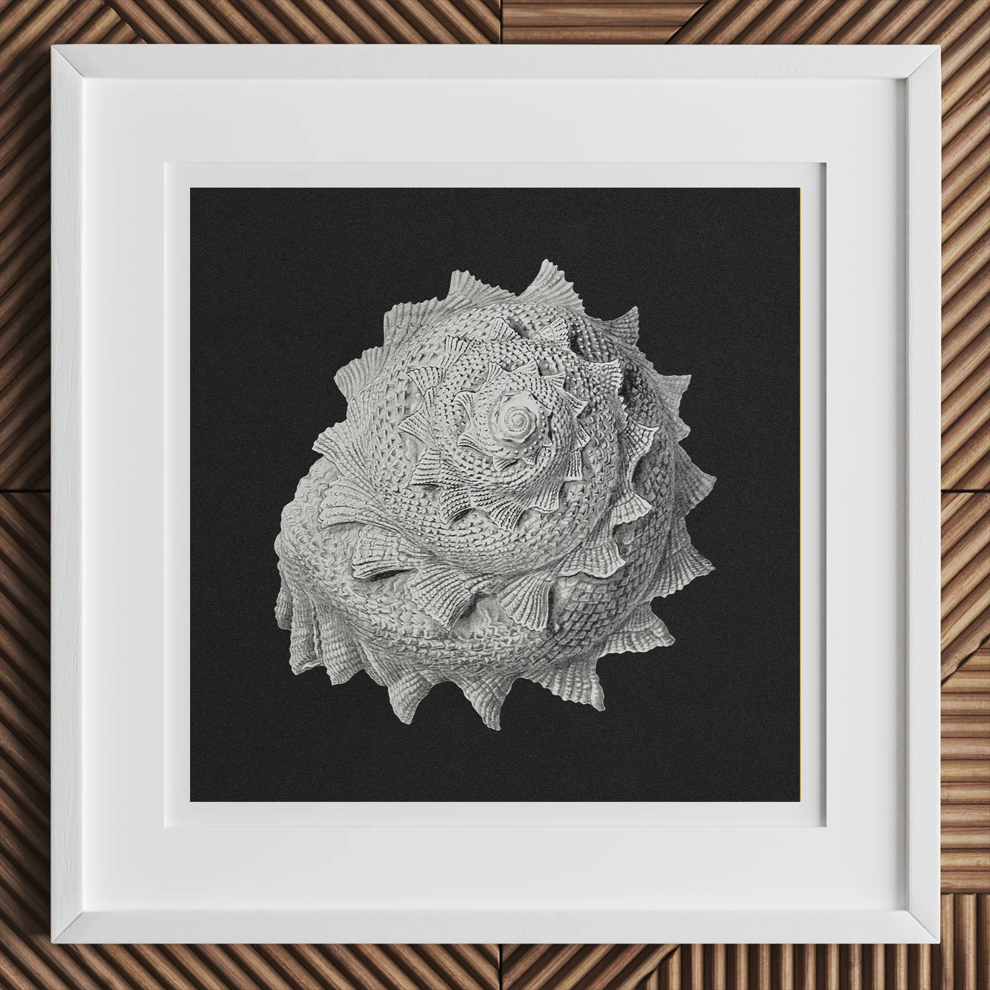 Star Shell - Ernst Haeckel Ocean Life Art Print, 12x12’’ / 31x31cm / White Frame, White-framed Artwork Detailed Seashell Black Background