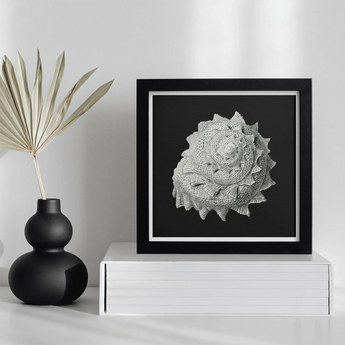 Star Shell - Ernst Haeckel Ocean Life Art Print, Black-framed Artwork Detailed White Spiral Shell Illustration Dark