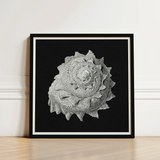 Star Shell - Ernst Haeckel Ocean Life Art Print / Canvas Black-framed Detailed Monochromatic Depiction Intricately Textured, Molluscan