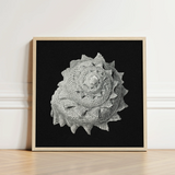 Star Shell - Ernst Haeckel Ocean Life Art Print / Canvas, Molluscan Architecture Prints