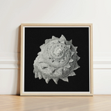 Star Shell - Ernst Haeckel Ocean Life Art Print / Canvas Framed Black-and-white Artwork Detailed Textured Seashell Intricate Ridges,
