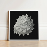 Star Shell - Ernst Haeckel Ocean Life Art Print / Canvas Black-and-white Framed Highly Detailed Textured Seashell Intricate, Molluscan