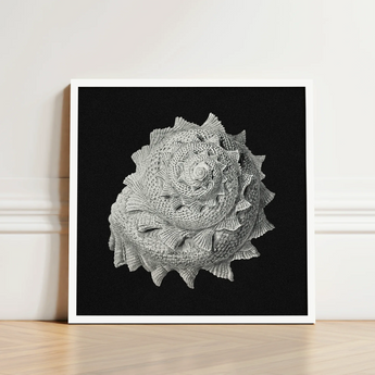 Star Shell - Ernst Haeckel Ocean Life Art Print / Canvas Black-and-white Framed Highly Detailed Textured Seashell Intricate, Molluscan
