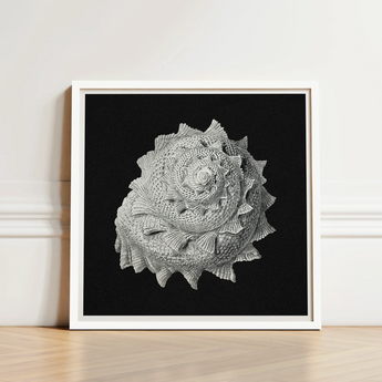 Star Shell - Ernst Haeckel Ocean Life Art Print / Canvas Framed Black-and-white Photographic Detailed Textured Seashell Intricate,