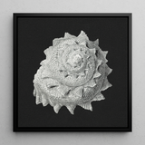 Star Shell - Ernst Haeckel Ocean Life Art Print / Canvas, 12x12’’ / 31x31cm / Black Frame, Posters Prints & Visual Artwork, Toby Leon
