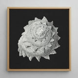 Star Shell - Ernst Haeckel Ocean Life Art Print / Canvas, 12x12’’ / 31x31cm / Natural Frame, Posters Prints & Visual Artwork, Toby Leon