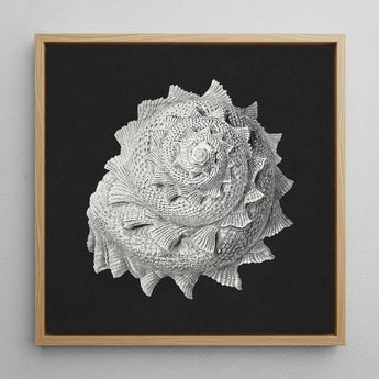 Star Shell - Ernst Haeckel Ocean Life Art Print / Canvas, 12x12’’ / 31x31cm / Natural Frame, Posters Prints & Visual Artwork, Toby Leon