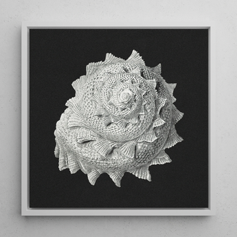 Star Shell - Ernst Haeckel Ocean Life Art Print / Canvas, 12x12’’ / 31x31cm / White Frame, Posters Prints & Visual Artwork, Toby Leon