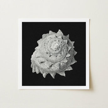 Star Shell - Ernst Haeckel Ocean Life Art Print / Canvas Detailed Black-and-white Photographic Textured Spiral Seashell Intricate,