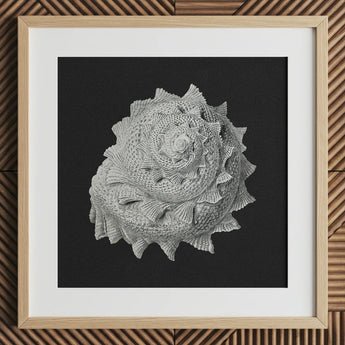 Star Shell - Ernst Haeckel Ocean Life Art Print / Canvas Detailed Black-and-white Photograph Textured Spiral Seashell Mounted Light Ernst