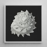 Star Shell - Ernst Haeckel Ocean Life Art Print / Canvas Detailed Monochromatic Print Textured Seashell Grayscale Tones Framed Ernst
