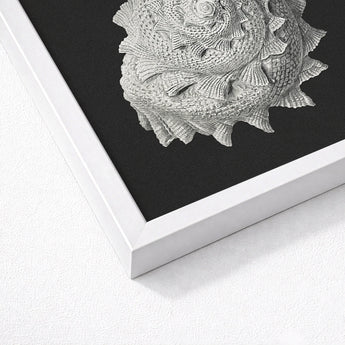 Star Shell - Ernst Haeckel Ocean Life Art Print / Canvas Detailed Textured Gray Seashell Artwork Sleek White Frame, Molluscan Architecture