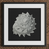 Star Shell - Ernst Haeckel Ocean Life Art Print / Canvas Detailed Textured Gray Seashell Sculpture Black Frame Dark Ernst Haeckel Ocean,