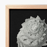 Star Shell - Ernst Haeckel Ocean Life Art Print / Canvas Detailed Textured Gray Seashell Sculpture Light Wood Frame, Molluscan Architecture