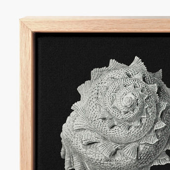 Star Shell - Ernst Haeckel Ocean Life Art Print / Canvas Detailed Textured Gray Seashell Sculpture Light Wood Frame, Molluscan Architecture