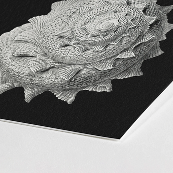 Star Shell - Ernst Haeckel Ocean Life Art Print / Canvas Detailed Textured Silver Black Paper, Molluscan Architecture Prints