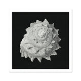 Star Shell - Ernst Haeckel Ocean Life Art Print / Canvas Spiral Seashell Intricate Textured Ridges Photographed Black White Ernst Haeckel