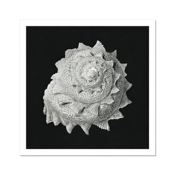 Star Shell - Ernst Haeckel Ocean Life Art Print / Canvas Spiral Seashell Intricate Textured Ridges Photographed Black White Ernst Haeckel