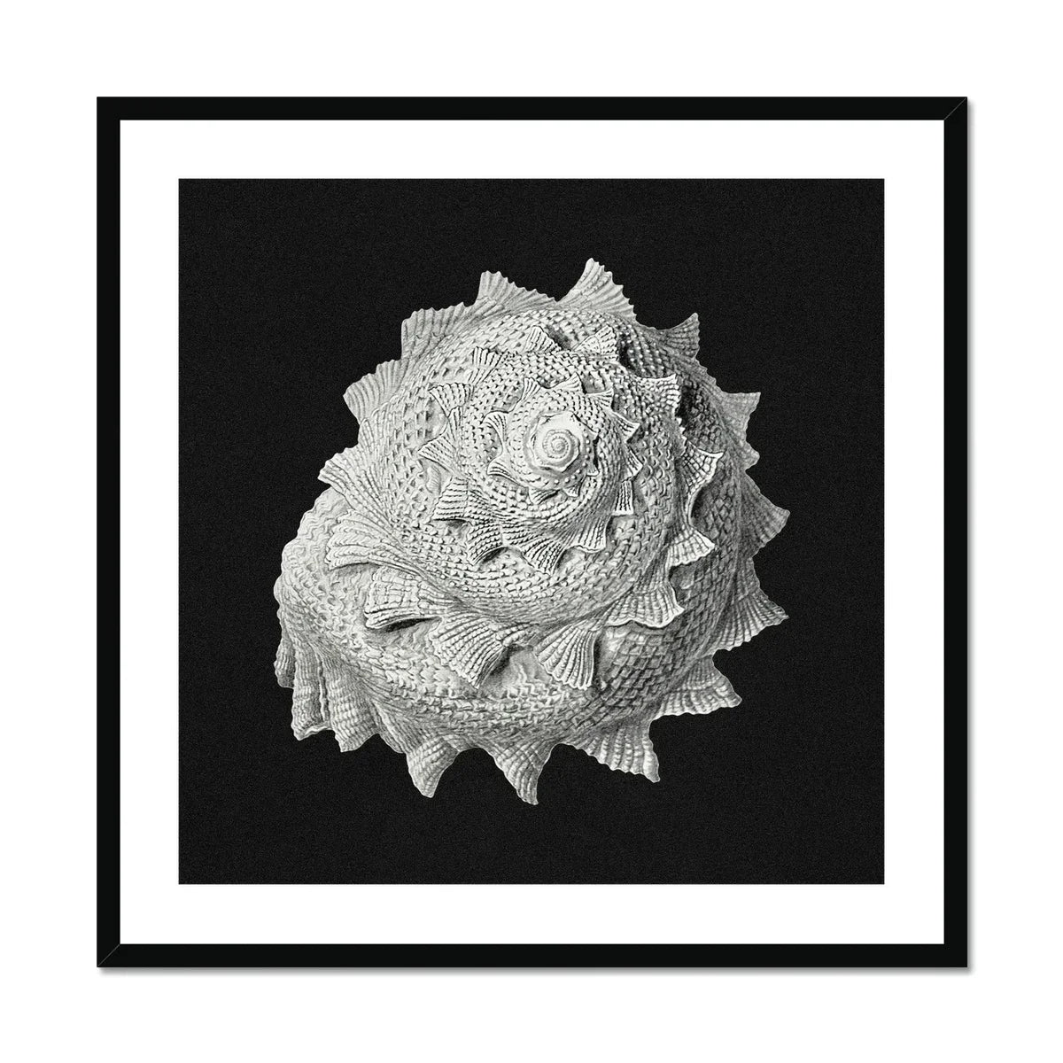 Star Shell Ernst Haeckel Ocean Life Art Print, Spiral Seashell Intricate Textured Patterns Arranged Nautilus Like Formation