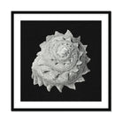 Star Shell Ernst Haeckel Ocean Life Art Print, Spiral Seashell Intricate Textured Patterns Arranged Nautilus Like Formation