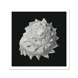 Star Shell - Ernst Haeckel Ocean Life Art Print, Spiral Seashell Intricate Textured Ridges Photographed Black White