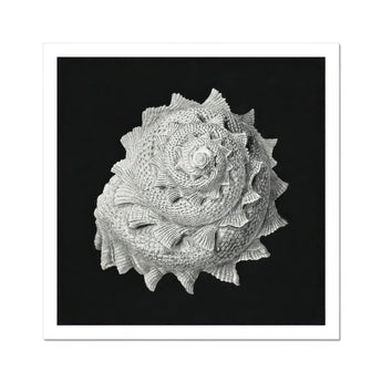 Star Shell - Ernst Haeckel Ocean Life Art Print, Spiral Seashell Intricate Textured Ridges Photographed Black White