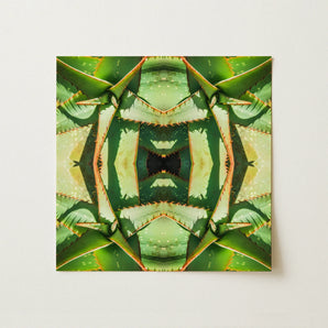 Starry-eyed - Trippy Succulent Op Art Print / Canvas, 12x12’’ / 31x31cm / Unframed / no Border, Posters Prints & Visual Artwork, Toby Leon