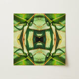 Starry-eyed - Trippy Succulent Op Art Print / Canvas, 12x12’’ / 31x31cm / Unframed / no Border, Posters Prints & Visual Artwork, Toby Leon