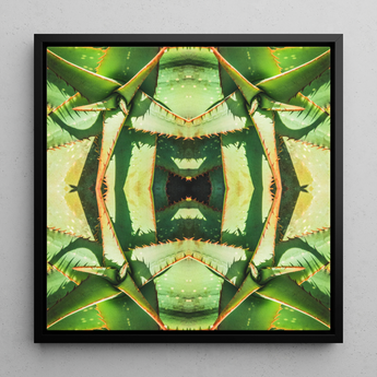 Starry-eyed - Trippy Succulent Op Art Print / Canvas Black-framed Square Canvas Art Symmetrical Kaleidoscopic Design Green Succulent Op