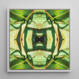 Starry-eyed - Trippy Succulent Op Art Print / Canvas, Succulent Op Art, Enhanced Matte Fine, Trippy Succulent