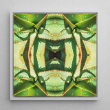 Starry-eyed - Trippy Succulent Op Art Print / Canvas Framed Square Artwork Symmetrical Kaleidoscopic Pattern Green Succulent Op Art,