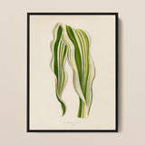 Striped Maize - Benjamin Fawcett Botanical Art Print / Canvas, 12x16’’ / 31x41cm / Black Frame, Posters Prints & Visual Artwork, Toby Leon